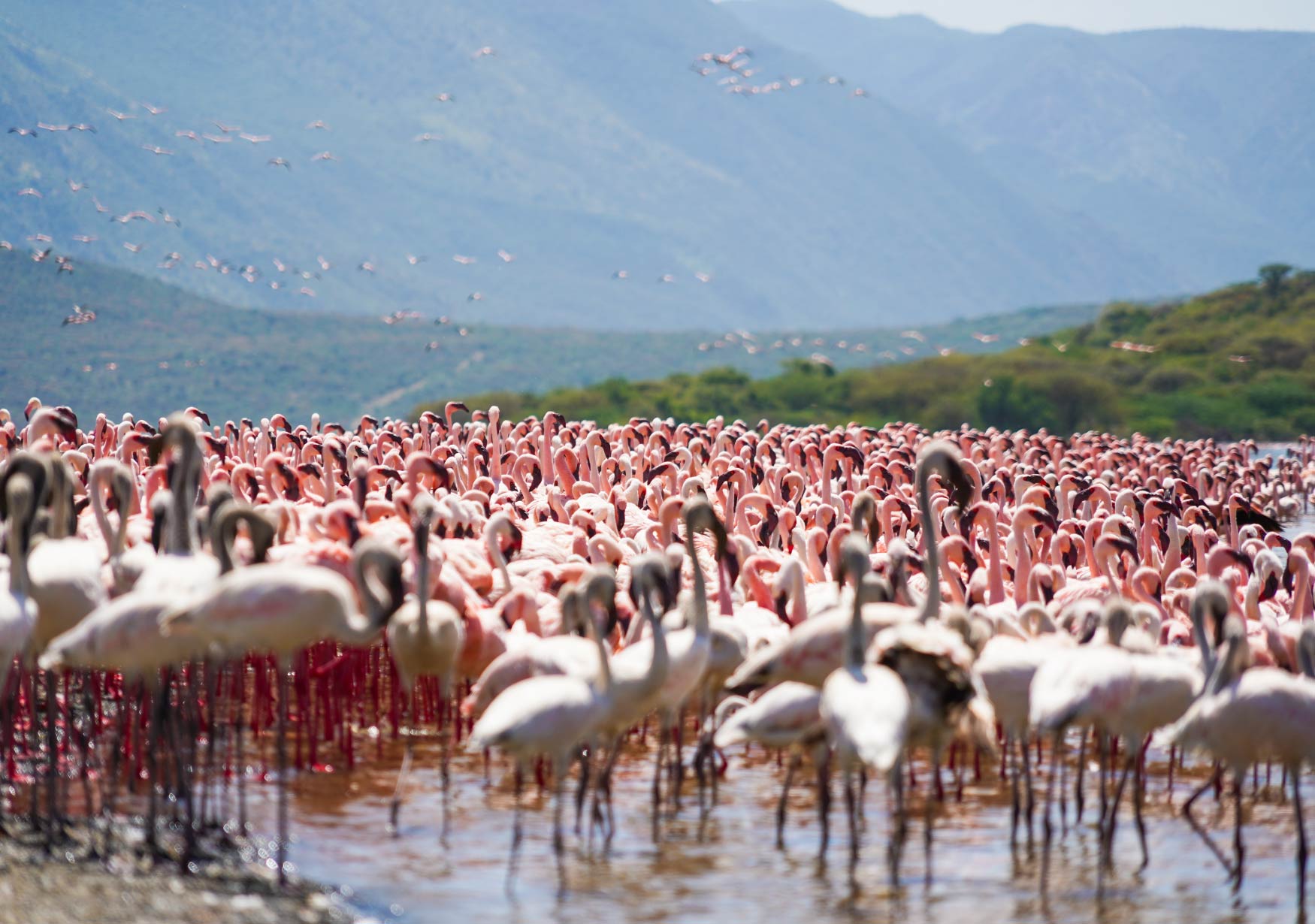 Beyond Lakes & Lands: Discovering Nakuru, Naivasha & Mara.