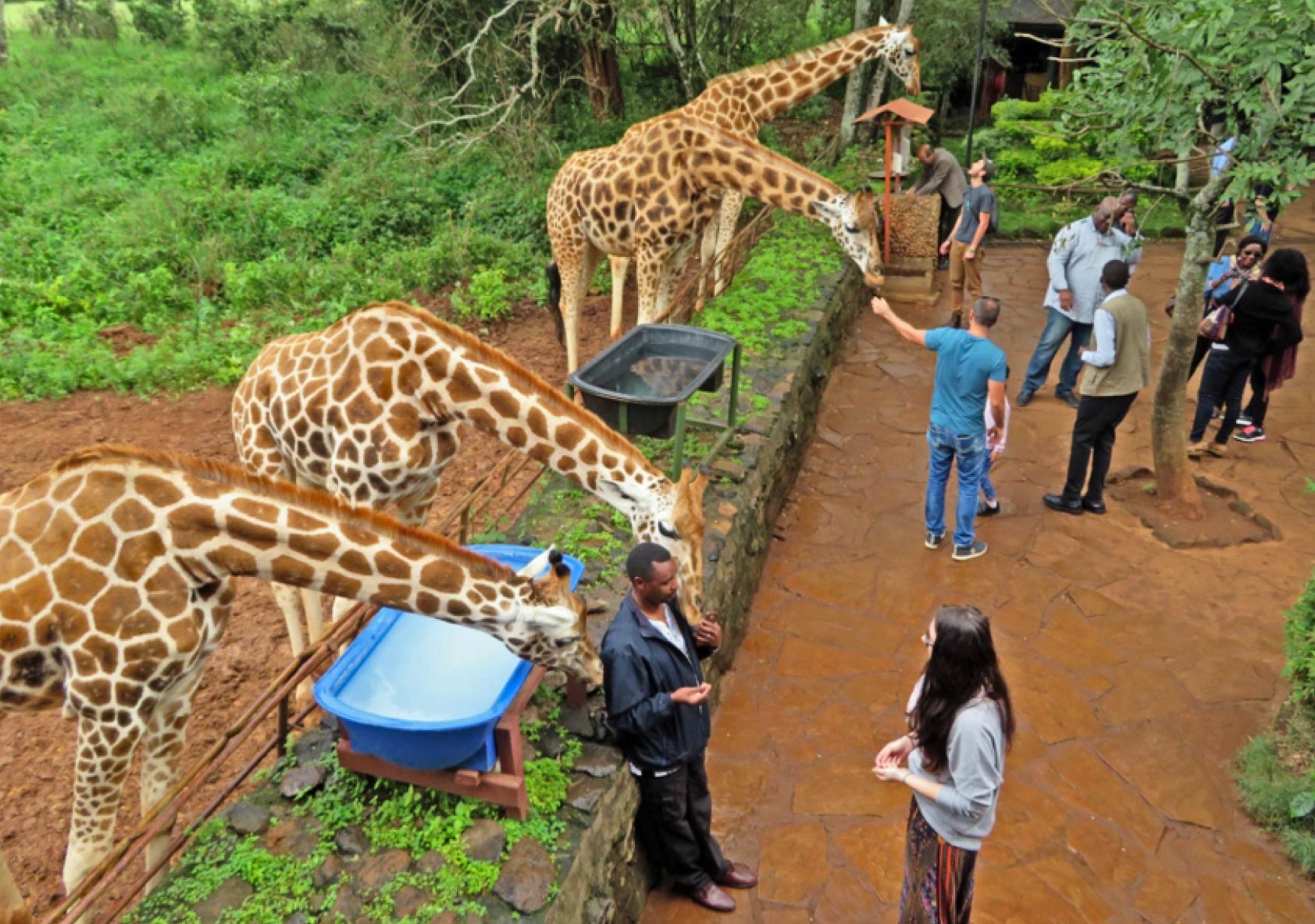 Nairobi Escapade: Exploring Culture, Wildlife, and Urban Charm.