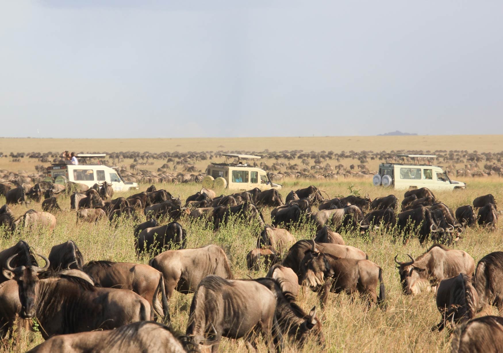 Maasai Mara: A Safari Expedition of Awe and Wonder.
